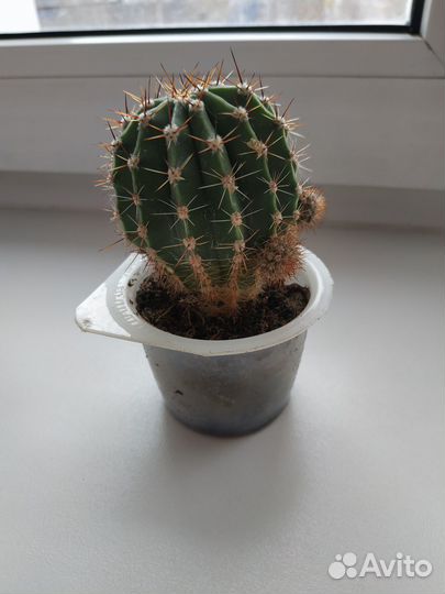 Продам комнатные цветы