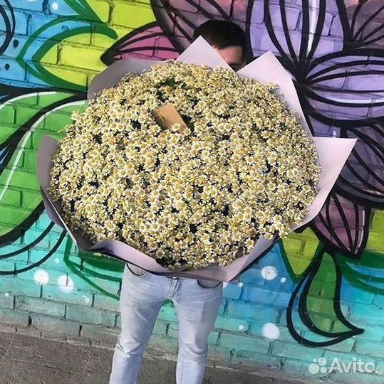 Цветы ромашки