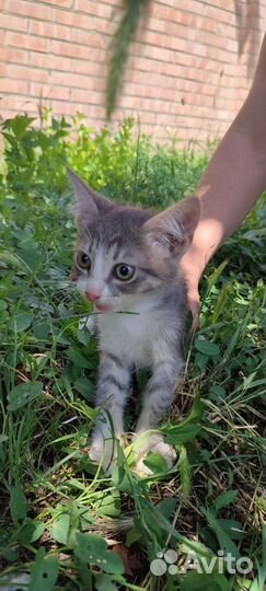 Кошка в дар бесплатно