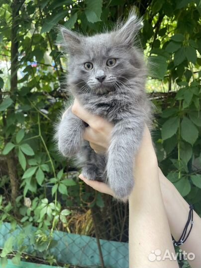 Домашние животные котята