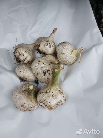 Чеснок для посадки/ рокамболь