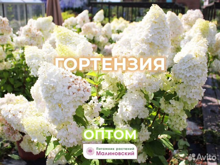 Гортензии более 30 Сортов Опт Питомник