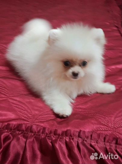 Шпиц (померанский ) малышка