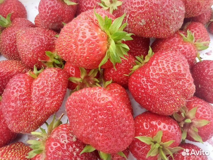 Рассада клубники Лорд