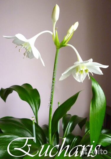 Эухарис (Амазонская лилия)