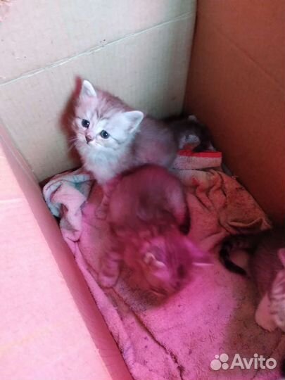 Кошки в добрые руки породистые