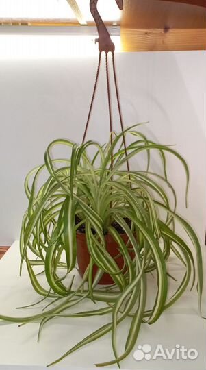 Хлорофитумы