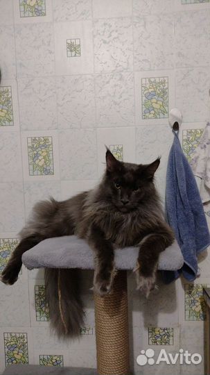 Мейн-кун вязка