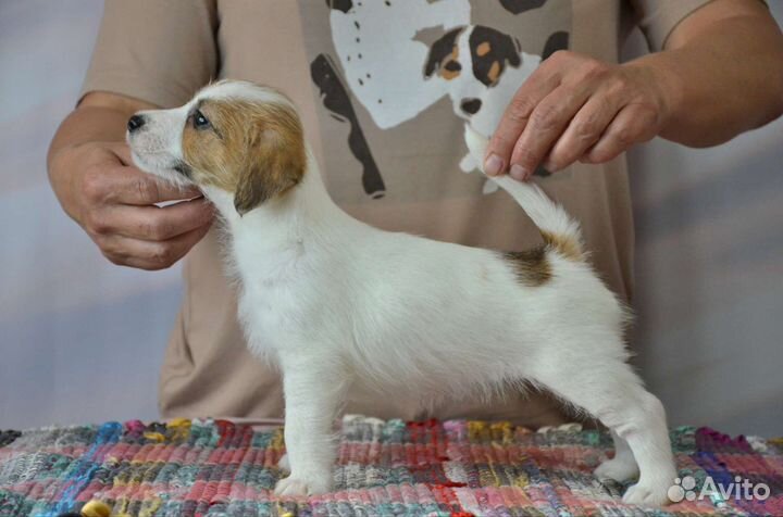 Щенки джек Рассел терьер. Девочки