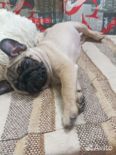 Щенки Мопсов