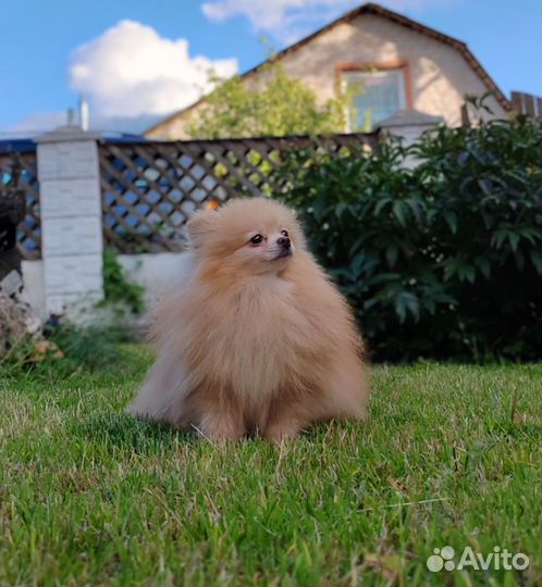 Померанский шпиц, мини мальчик