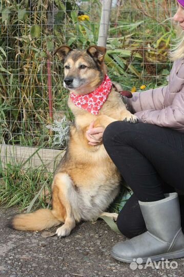 Собака в добрые руки