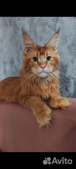 Котята мейн куны