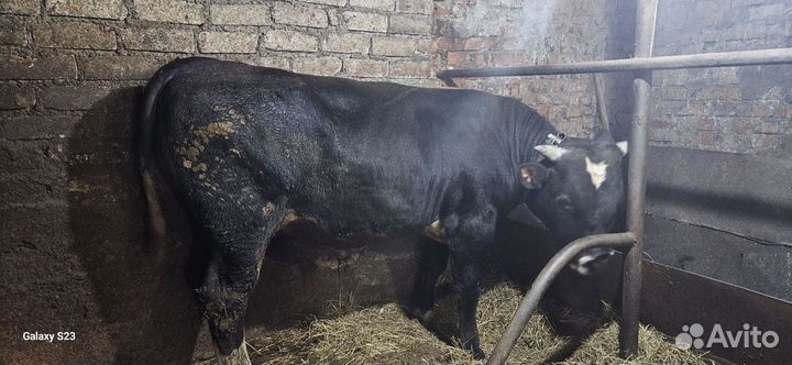 Бык и телёнок