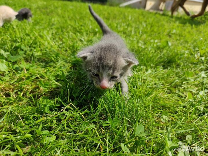 Славные котята ищут своего хозяина