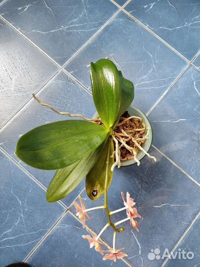 Орхидея фаленопсис бабочка
