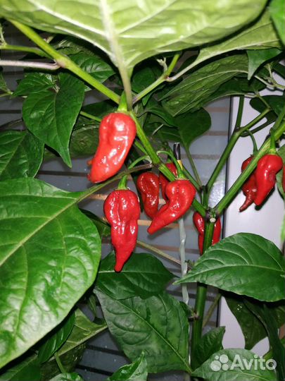 Перец сверхострый острый жгучий