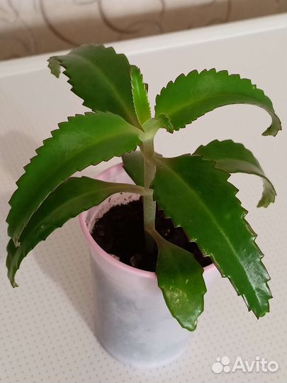 Каланхоэ лечебный