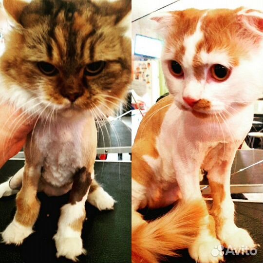 Стрижка кошек и собак,экспресс линька кошкам