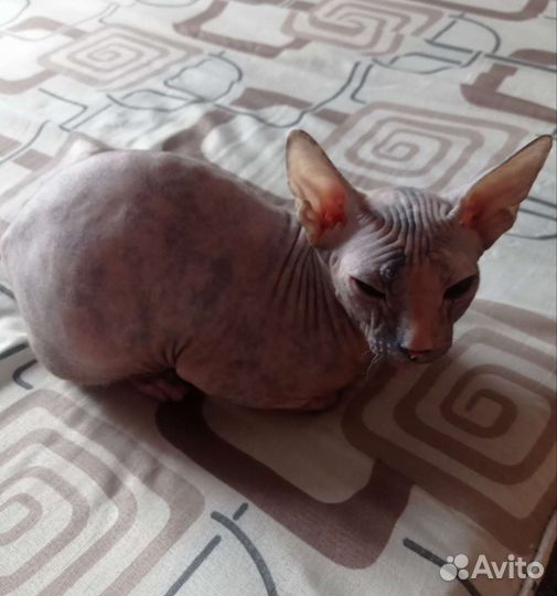 Донской сфинкс