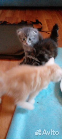 Продам котят