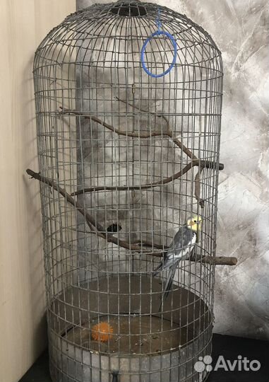 Попугай корелла