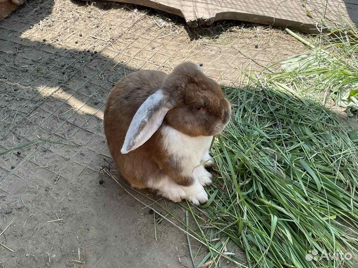 Продам крола