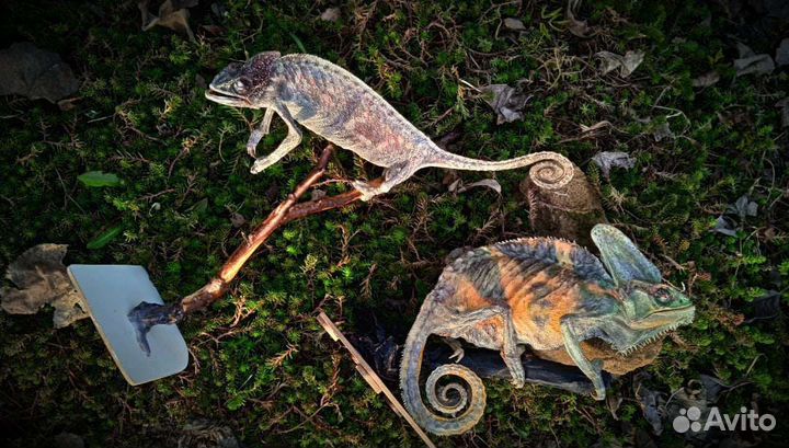 Чучело Йеменского хамелеона