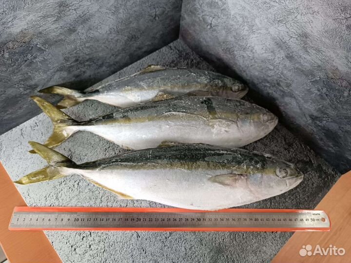 Лакедра желотохвостая неразд