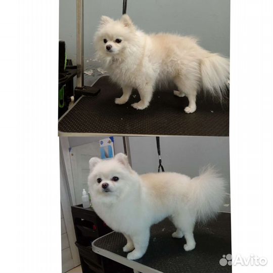 Стрижка собак и кошек с выездом на дом