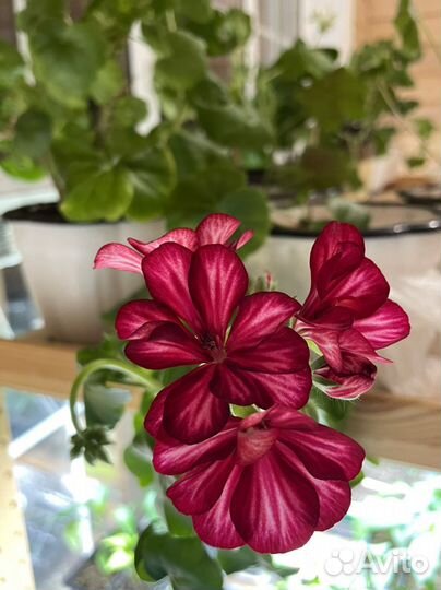 Пеларгония рубин тоскана ампельная