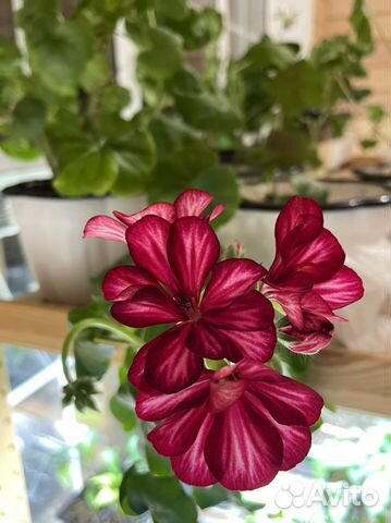 Пеларгония рубин тоскана ампельная