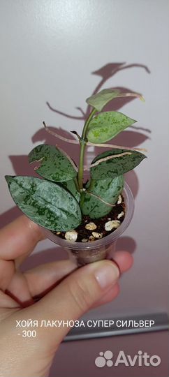 Хойи сортовые 2 Отреагировано 5.06