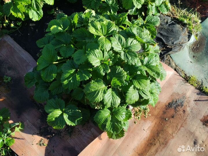 Усы клубники