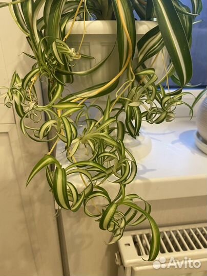 Хлорофитум Бони (кудрявый) отростки