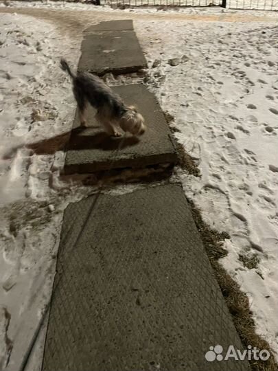 Йоркшкрский терьер молодой