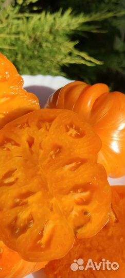 Семена коллекционных сортов томатов