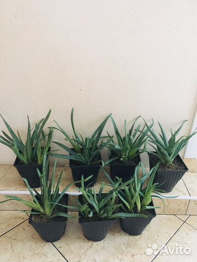 Алоэ вера 3 года