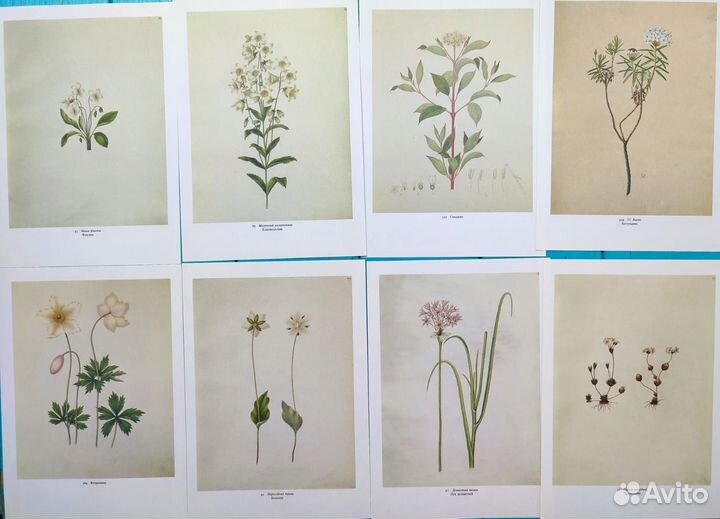 Винтажные ботанические иллюстрации цветы