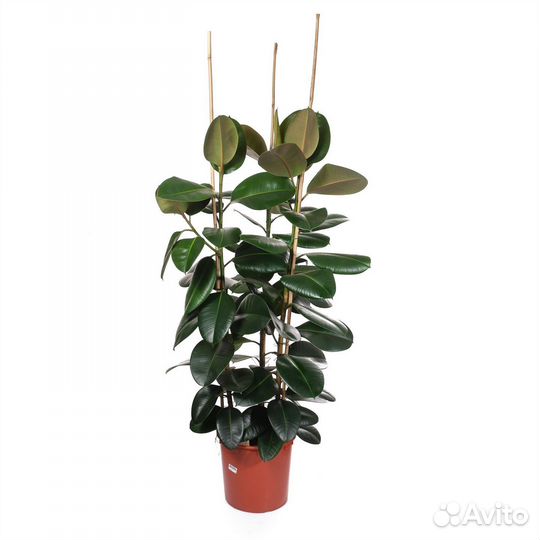 Высокие растения