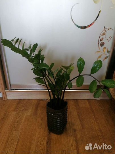 Замиокулькас