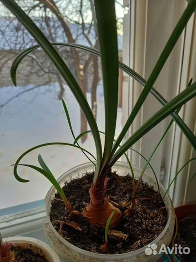 Продаются комнатные цветы