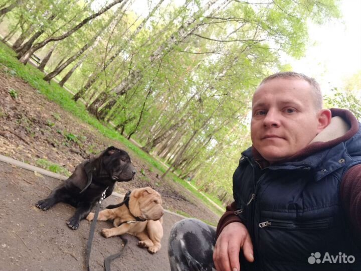 Vipдрессировка и vipпередержка собак