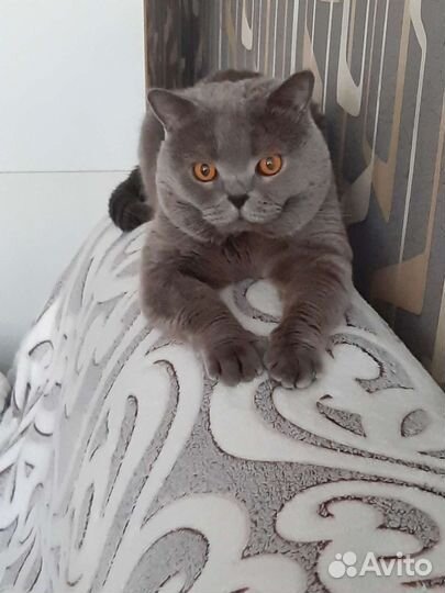 Шотландский кот вязка