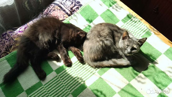 Котята девочки, возраст полгода