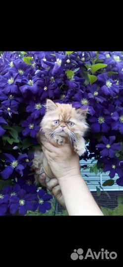 Персидская