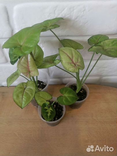 Сингониумы разные