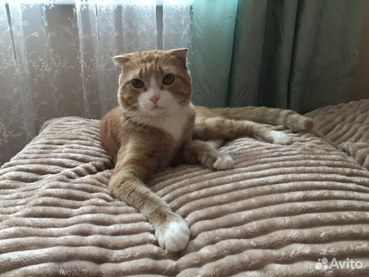 Передержка котиков на дому без клеток и стресса