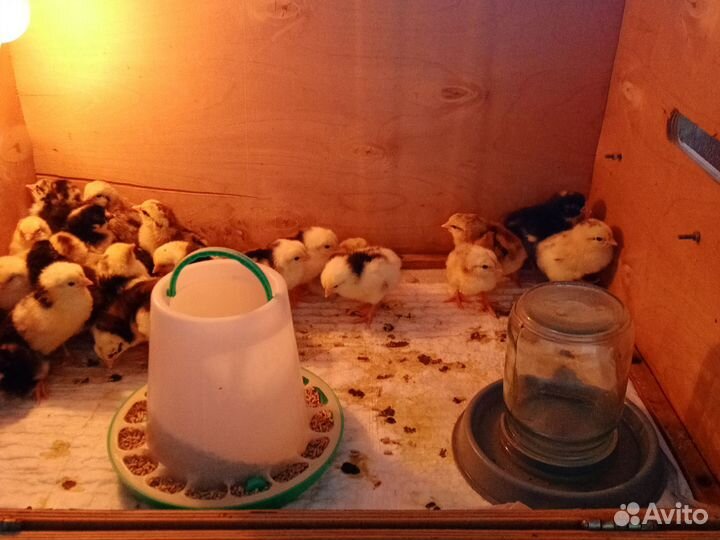 Цыплята несушки