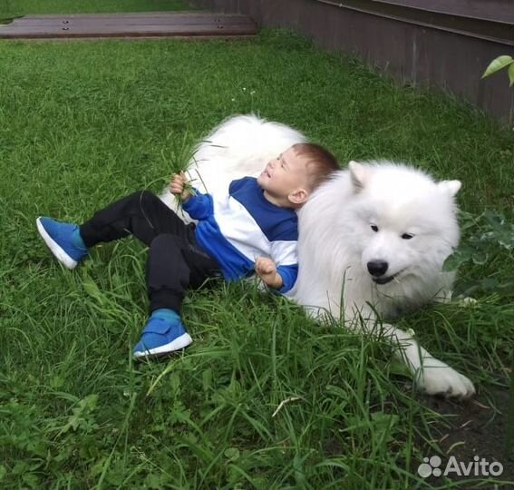 Собака самоед, вязка